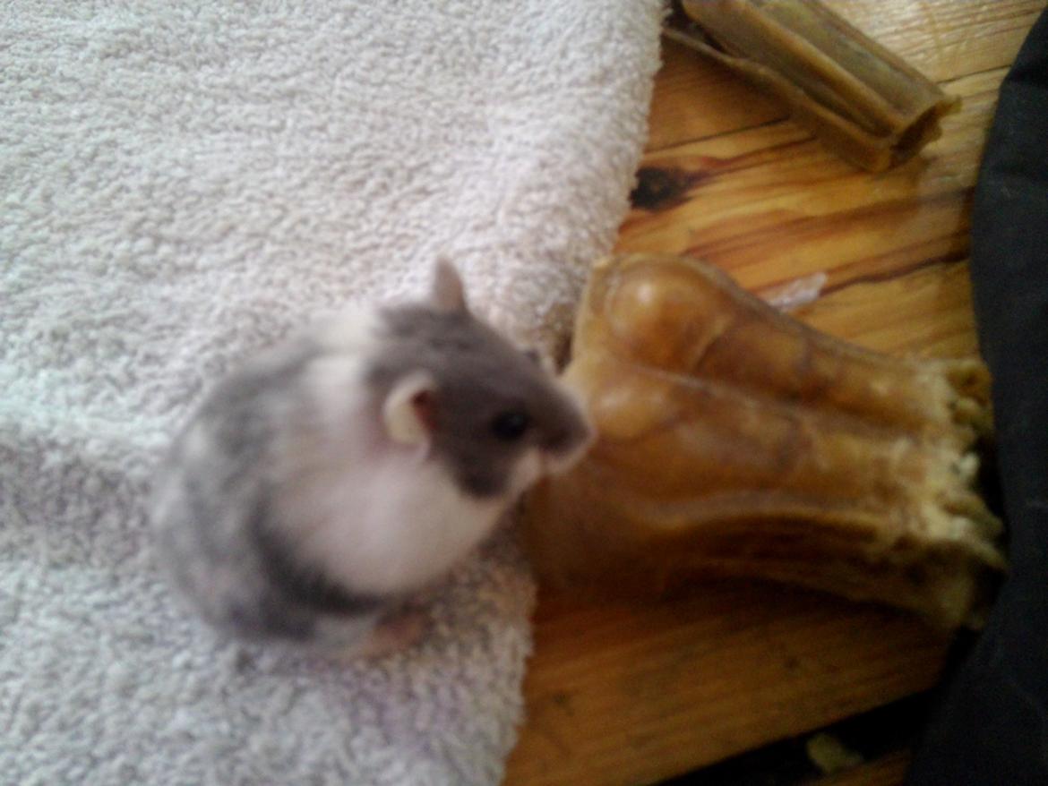 Dværghamster A kuld - Akai billede 5