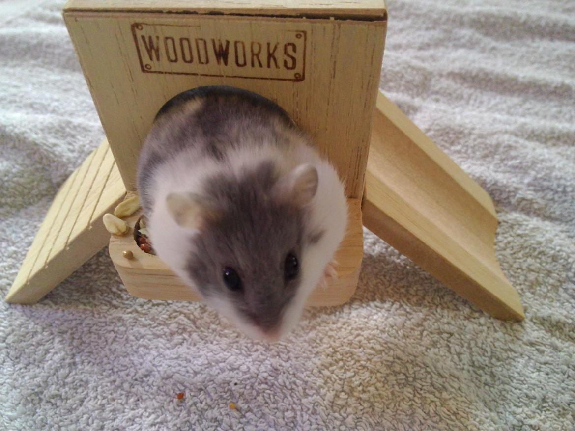 Dværghamster A kuld - Akai billede 7