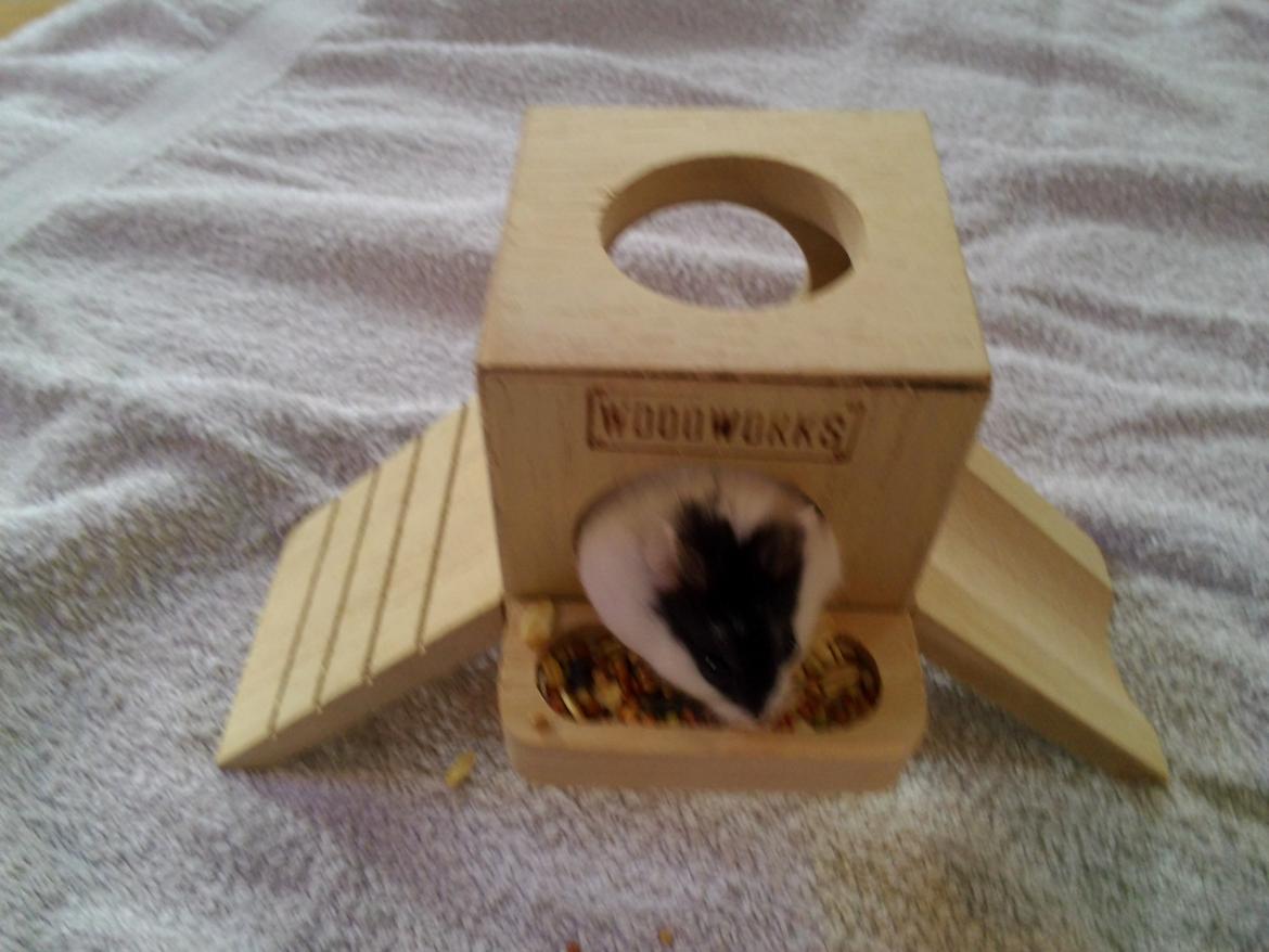 Dværghamster A Kuld - Aia billede 1