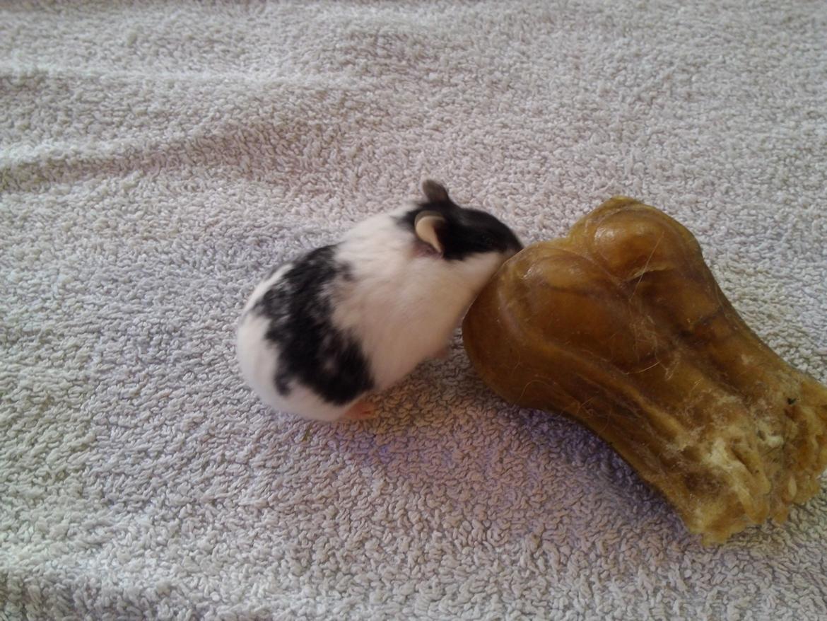 Dværghamster A Kuld - Aia billede 2