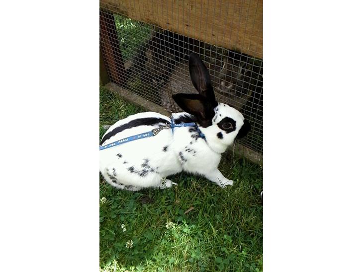 {{currentPhoto.altText}} billede {{currentPhoto.number}}