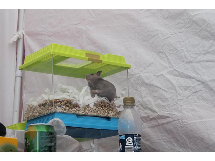 Hamster Ea - Gået bort  - Samme dag, hvor jeg købte hende. Her er hun kommet ned til DHF's stand at stå, for at få ro. billede 1
