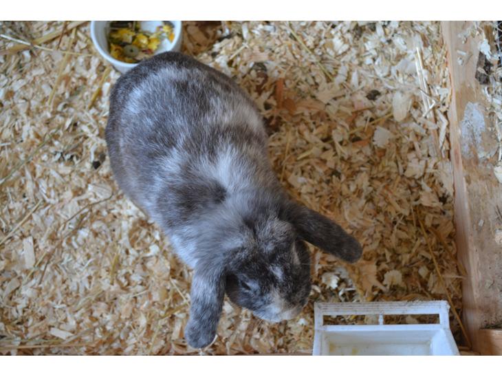 {{currentPhoto.altText}} billede {{currentPhoto.number}}