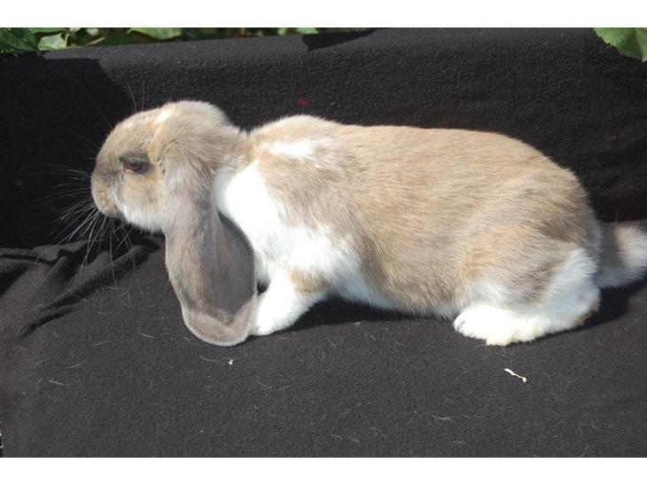 {{currentPhoto.altText}} billede {{currentPhoto.number}}