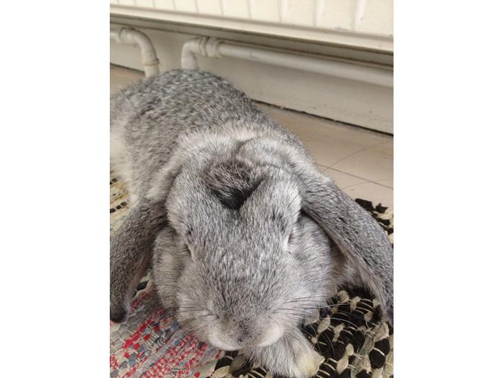 {{currentPhoto.altText}} billede {{currentPhoto.number}}