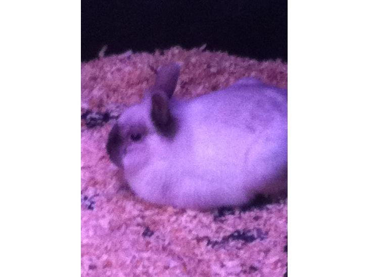 {{currentPhoto.altText}} billede {{currentPhoto.number}}