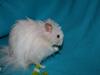 Hamster Champ. Lindes Gandalf - RIP