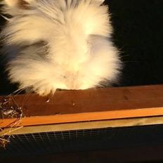 Kanin Silver R.I.P (himmel gnaver)