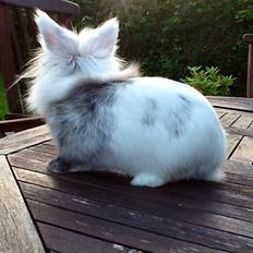 Kanin Silver R.I.P (himmel gnaver)