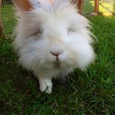 Kanin Silver R.I.P (himmel gnaver)