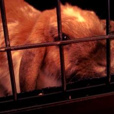 Kanin Team Fluffhop's Sir Plet