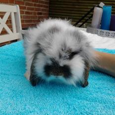 Kanin *Arne* (aflivet)