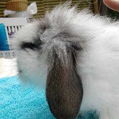 Kanin *Arne* (aflivet)