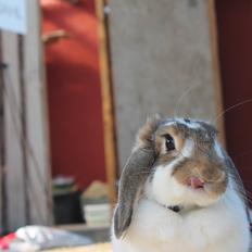 Kanin Strandvejs Toffifee