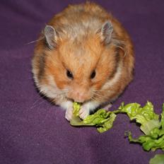 Hamster Malthes Louisiana RIP