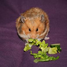 Hamster Malthes Louisiana RIP