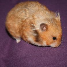 Hamster Malthes Louisiana RIP