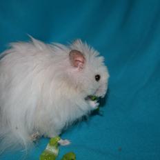 Hamster Champ. Lindes Gandalf - RIP