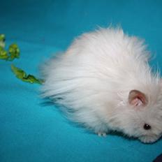 Hamster Champ. Lindes Gandalf - RIP