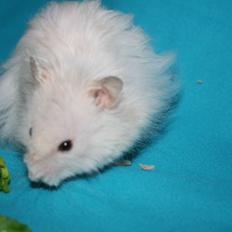 Hamster Champ. Lindes Gandalf - RIP