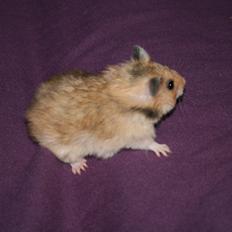 Hamster Lindes Galathea