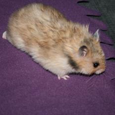 Hamster Lindes Galathea