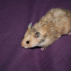 Hamster Lindes Galathea