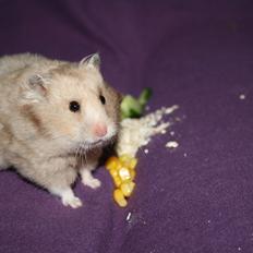 Hamster Lindes Libyen - RIP