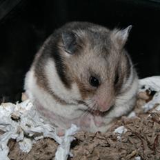 Hamster Hamsterhuette's Zita