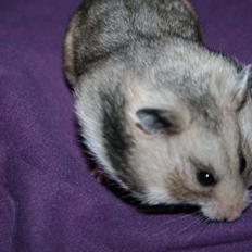 Hamster Hamsterhuette's Zita