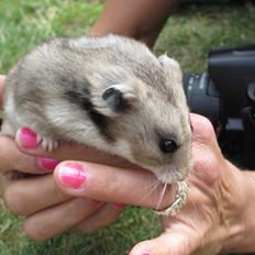 Hamster Hamsterhuette's Zita