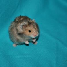 Hamster Lindes Polux
