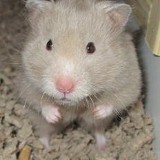 Hamster Malthes Sølvregn RIP