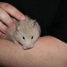 Hamster Malthes Sølvregn RIP