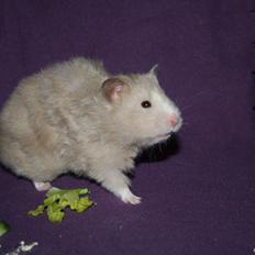 Hamster Malthes Sølvregn RIP