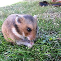 Hamster Champ. Lindes Reykjavik