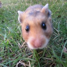 Hamster Champ. Lindes Reykjavik