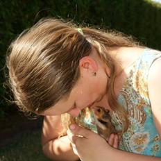 Hamster Champ. Lindes Reykjavik