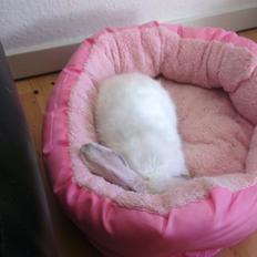 Kanin 'Unitrue's' Prinssesse Sofia