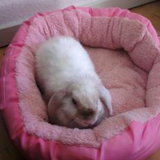 Kanin 'Unitrue's' Prinssesse Sofia