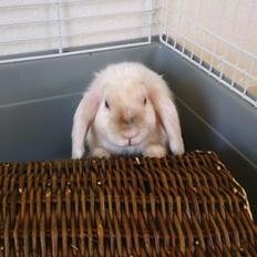 Kanin 'Unitrue's' Prinssesse Sofia