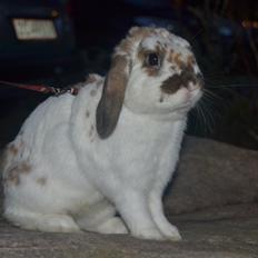 Kanin Winds Jar Jar Binks