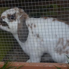 Kanin Winds Jar Jar Binks