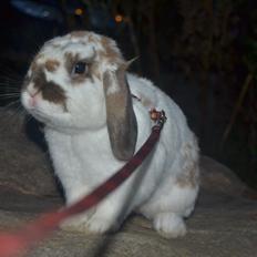 Kanin Winds Jar Jar Binks