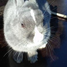 Kanin Ahrenkiels Lullaby(hermlin)