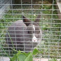 Kanin Ahrenkiels Lullaby(hermlin)