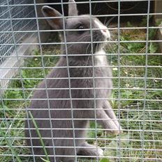 Kanin Ahrenkiels Lullaby(hermlin)