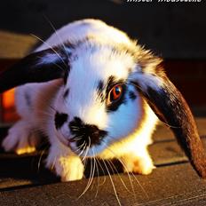 Kanin Mister Moustache