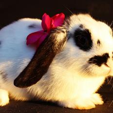 Kanin Mister Moustache