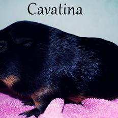 Marsvin Morias Cavatina